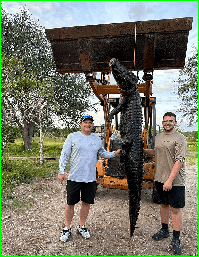 Fla Gator Hunts | Guided Alligator, Hog, And Iguana Hunts In FL